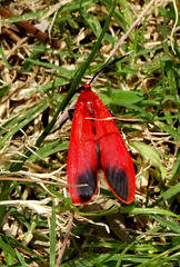 Phauda flammans