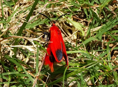 Phauda flammans
