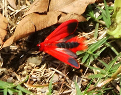Phauda flammans