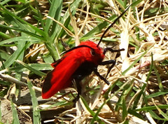 Phauda flammans