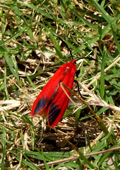 Phauda flammans