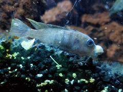 Retroviridae