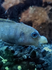 Retroviridae
