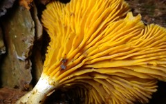 Pseudoarmillariella ectypoides