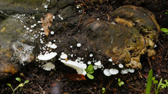 Entoloma parasiticum image