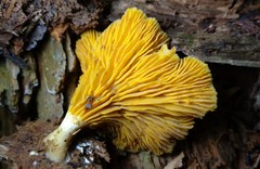 Pseudoarmillariella ectypoides