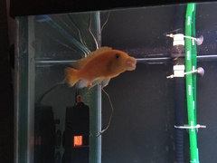 Retroviridae