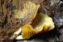 Pseudoarmillariella ectypoides