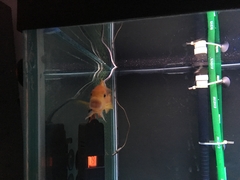 Retroviridae
