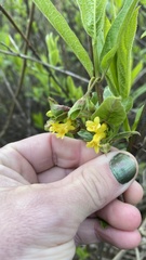 Lonicera involucrata involucrata