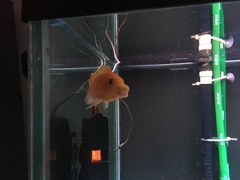 Retroviridae