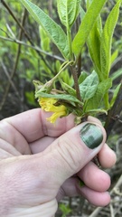 Lonicera involucrata involucrata