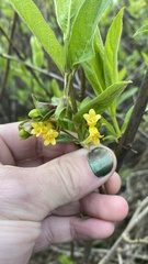 Lonicera involucrata involucrata