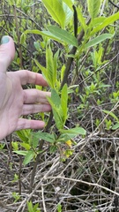Lonicera involucrata involucrata