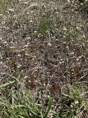Arabidopsis thaliana