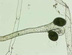 Vaucheria canalicularis