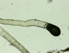 Vaucheria canalicularis