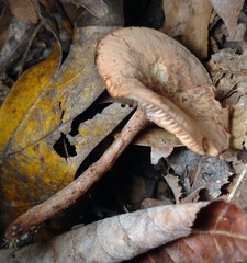Lactarius areolatus
