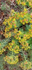 Myrsiniteae