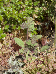 Phacelia phacelioides