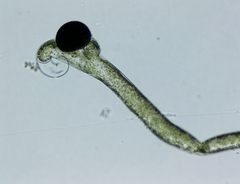 Vaucheria canalicularis