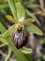 Ophrys sphegodes cretensis