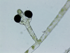 Vaucheria canalicularis