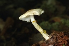 Leucoagaricus dacrytus
