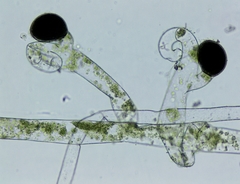 Vaucheria canalicularis