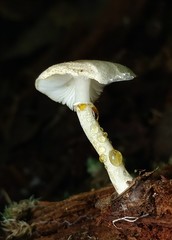 Leucoagaricus dacrytus