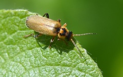 Cantharis terminata