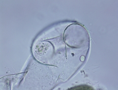 Vaucheria canalicularis