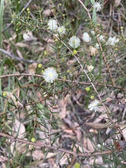Acacia genistifolia