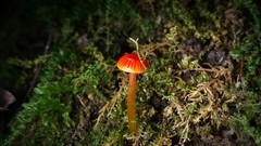 Hygrocybe minutula