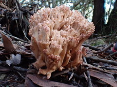 Ramaria botrytoides