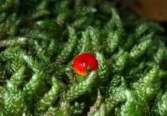 Hygrocybe minutula
