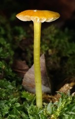 Hygrocybe minutula