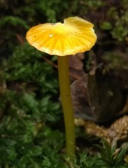 Hygrocybe minutula