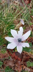 Anemone
