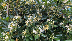Pittosporum tobira