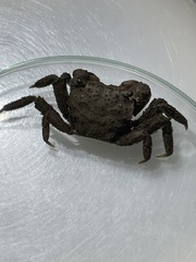 Clistocoeloma merguiense