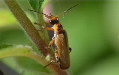 Cantharis terminata