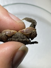 Clistocoeloma merguiense