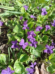 Viola odorata