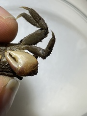 Clistocoeloma merguiense