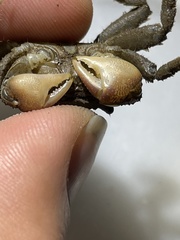 Clistocoeloma merguiense