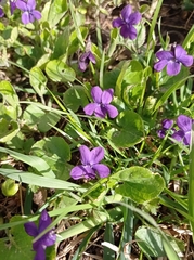 Viola odorata