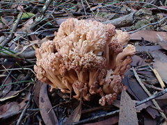 Ramaria botrytoides