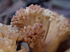 Ramaria botrytoides