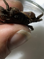 Clistocoeloma merguiense